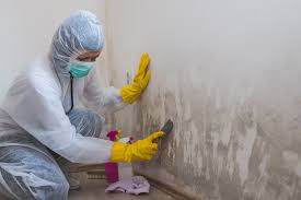 Best Mold Remediation for Rental Properties  in Hawthorne, FL